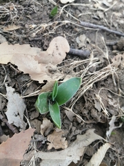 Hyacinthoides lingulata