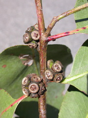 Eucalyptus neglecta