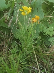 Helenium amarum