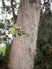 Eucalyptus neglecta
