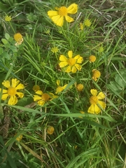 Helenium amarum