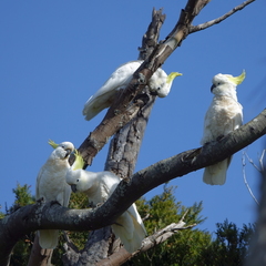 Cacatua galerita galerita