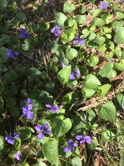 Viola sororia