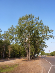 Eucalyptus brassiana