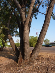 Eucalyptus brassiana