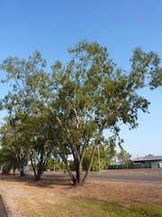 Eucalyptus brassiana