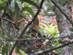 Psarocolius atrovirens