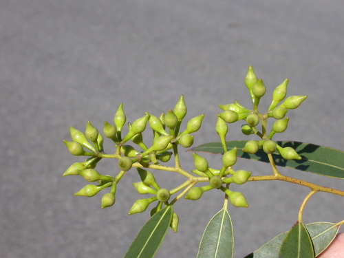 Eucalyptus decolor A.R.Bean & Brooker