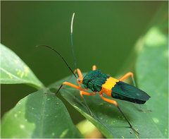 Paryphes flavocinctus