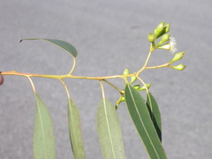 Eucalyptus decolor