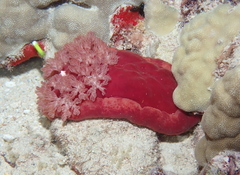 Hexabranchus