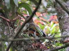 Psarocolius atrovirens