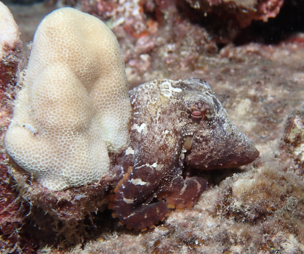 Hawaiian Octopus