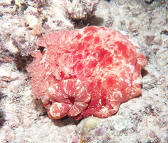 Hexabranchus