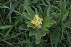 Jatropha schlechteri