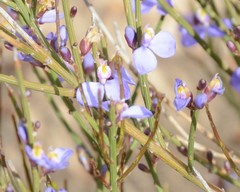 Comesperma scoparium