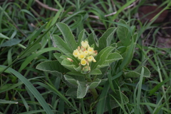 Jatropha schlechteri