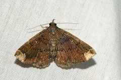 Adrapsa quadrilinealis