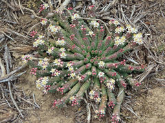 Euphorbia inermis