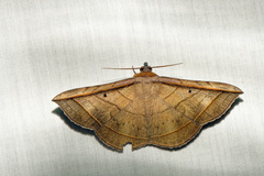 Entomogramma fautrix