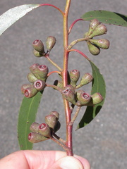 Eucalyptus multicaulis