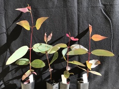 Eucalyptus multicaulis