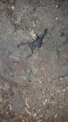 Pseudouroctonus reddelli