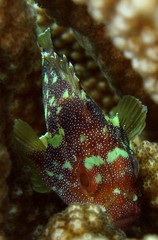 Sebastapistes cyanostigma