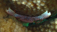 Trapezia rufopunctata