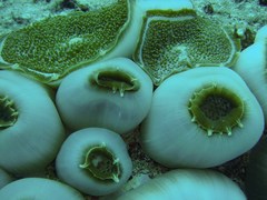 Amplexidiscus fenestrafer