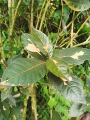 Graptophyllum pictum