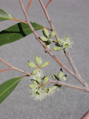 Eucalyptus imitans