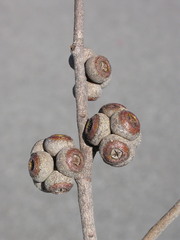 Eucalyptus imitans