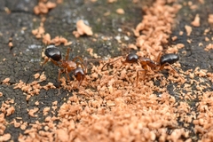 Camponotus vitiosus