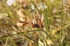 Bolboschoenus glaucus