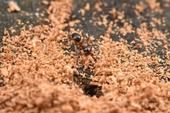 Camponotus vitiosus