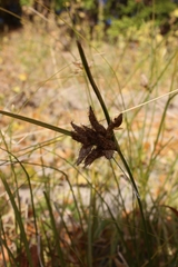 Bolboschoenus glaucus