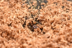 Camponotus vitiosus