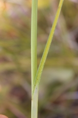 Bolboschoenus glaucus