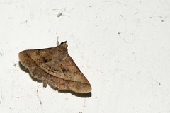 Hypospila bolinoides