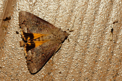 Hypocala deflorata
