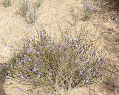 Comesperma scoparium