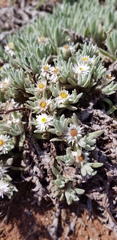 Helichrysum cerastioides