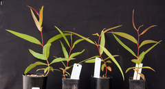 Eucalyptus dendromorpha