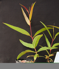 Eucalyptus dendromorpha