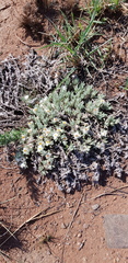 Helichrysum cerastioides