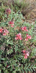 Indigofera oxytropis