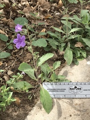 Ruellia nudiflora runyonii
