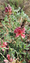 Indigofera oxytropis