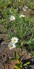 Longstem Rain Daisy - Photo (c) Pieter, some rights reserved (CC BY-NC), uploaded by Pieter